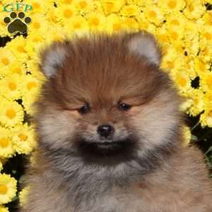 Eric, Pomeranian Puppy