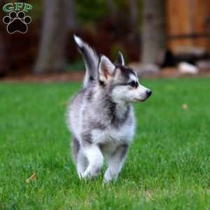 Eric, Pomsky Puppy