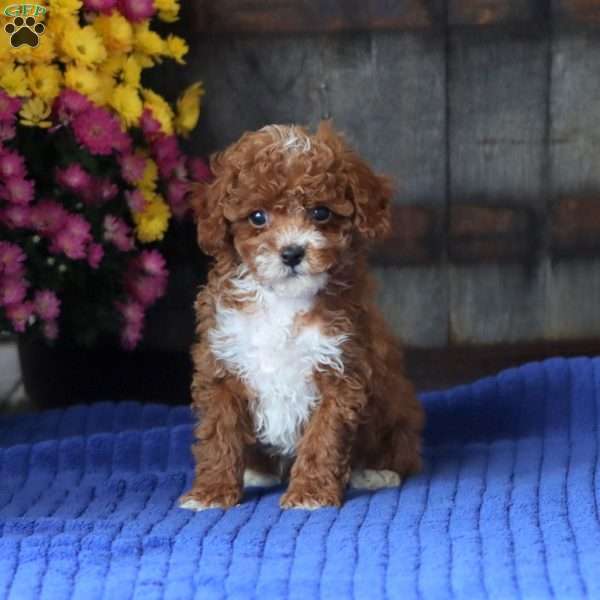 Erma, Toy Poodle Puppy
