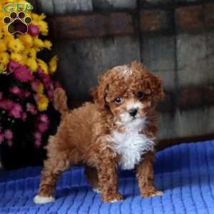 Erma, Toy Poodle Puppy