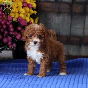 Erma, Toy Poodle Puppy