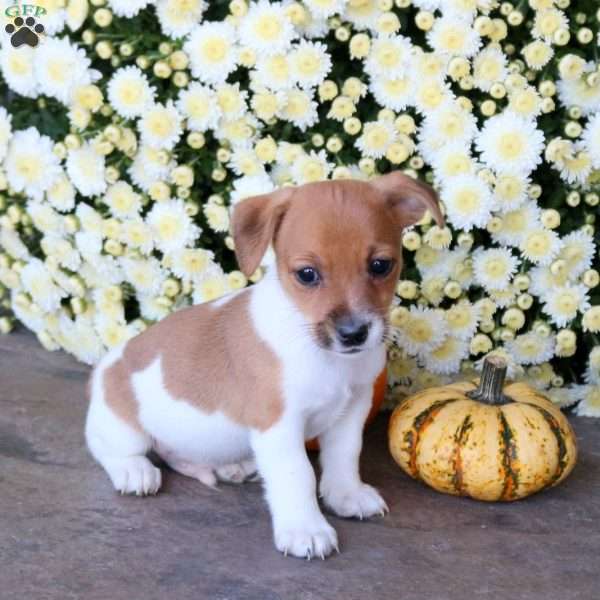 Ernie, Jack Russell Terrier Puppy