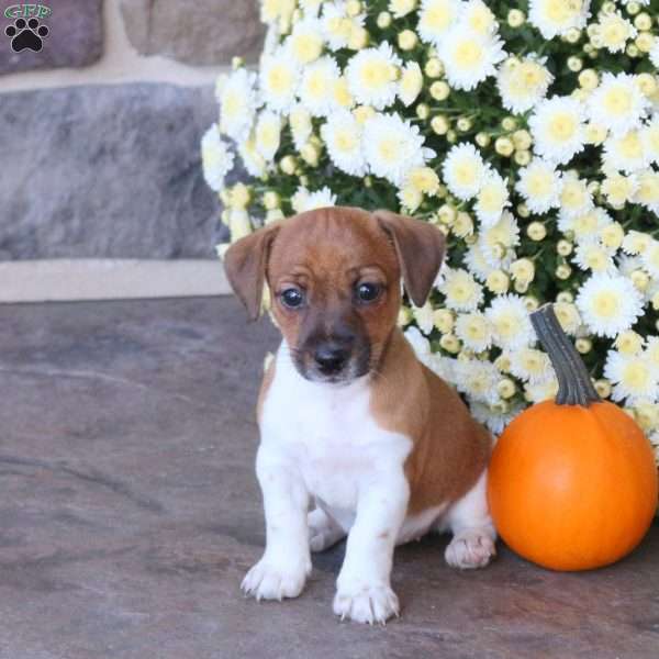 Espresso, Jack Russell Terrier Puppy