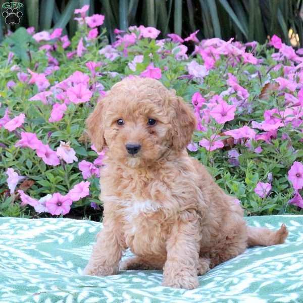 Esther, Mini Goldendoodle Puppy