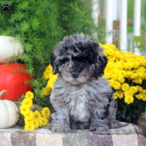 Esther, Miniature Poodle Puppy