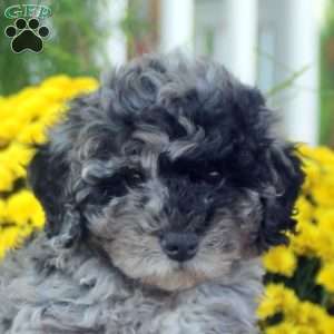 Esther, Miniature Poodle Puppy