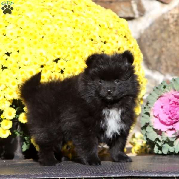 Esther, Pomeranian Puppy