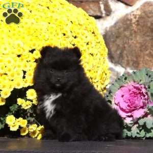 Esther, Pomeranian Puppy