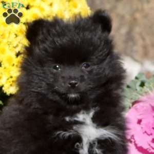 Esther, Pomeranian Puppy