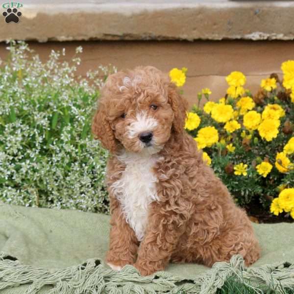 Ethan, Mini Goldendoodle Puppy