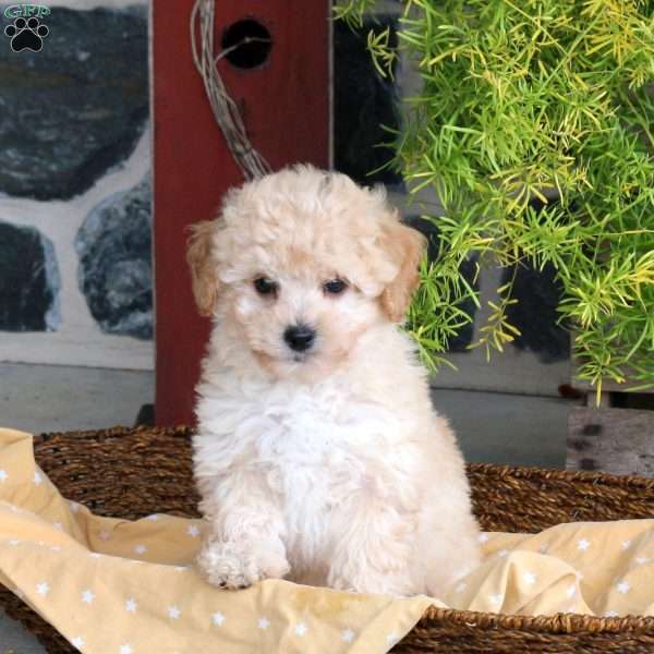 Ethan, Bich-Poo Puppy