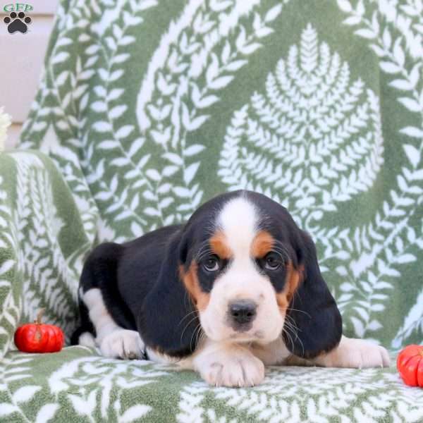 Ethan, Beaglier Puppy