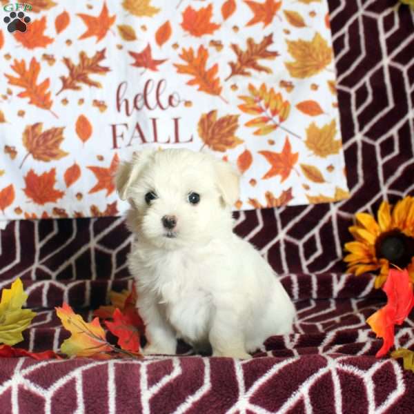 Ethan, Maltese Puppy