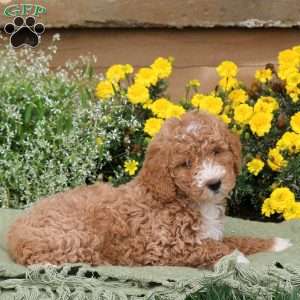 Ethan, Mini Goldendoodle Puppy