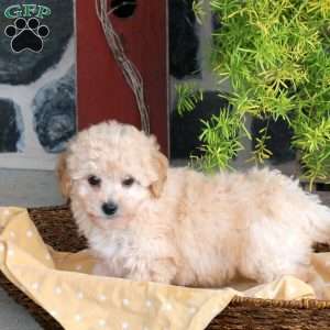 Ethan, Bich-Poo Puppy