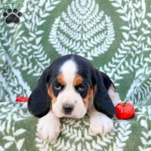 Ethan, Beaglier Puppy