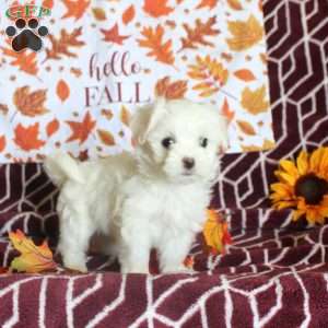 Ethan, Maltese Puppy