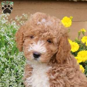Ethan, Mini Goldendoodle Puppy