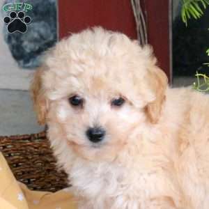 Ethan, Bich-Poo Puppy
