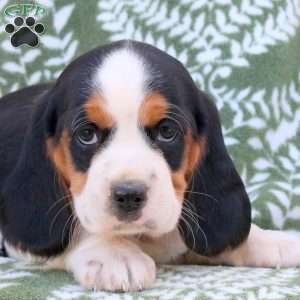 Ethan, Beaglier Puppy