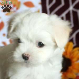 Ethan, Maltese Puppy