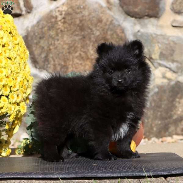 Ethan, Pomeranian Puppy