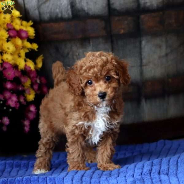 Ethan, Toy Poodle Puppy