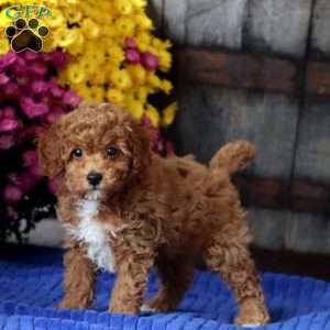 Ethan, Toy Poodle Puppy