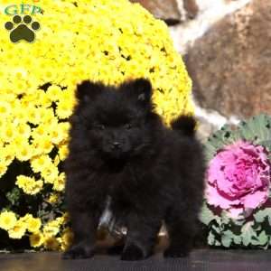 Ethan, Pomeranian Puppy