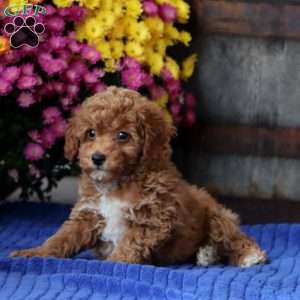 Ethan, Toy Poodle Puppy