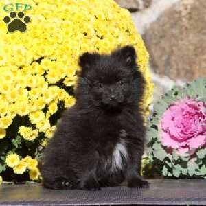 Ethan, Pomeranian Puppy