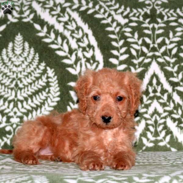 Ethel, Mini Goldendoodle Puppy