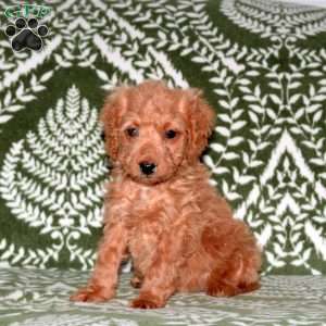 Ethel, Mini Goldendoodle Puppy