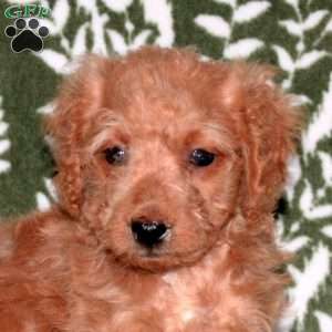 Ethel, Mini Goldendoodle Puppy