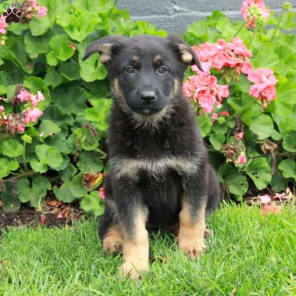 Etsy, German Shepherd Puppy