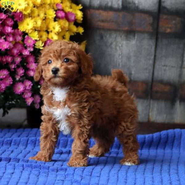 Eva, Toy Poodle Puppy