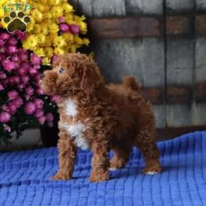 Eva, Toy Poodle Puppy