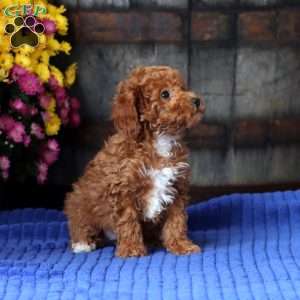 Eva, Toy Poodle Puppy
