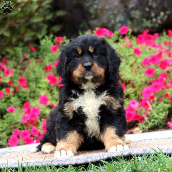 Evan, Miniature Bernese Mountain Dog Puppy