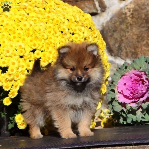 Evan, Pomeranian Puppy