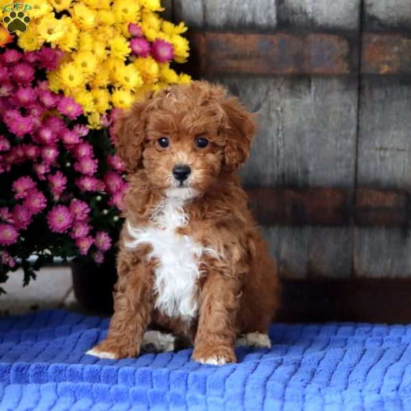 Evan, Toy Poodle Puppy