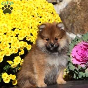 Evan, Pomeranian Puppy