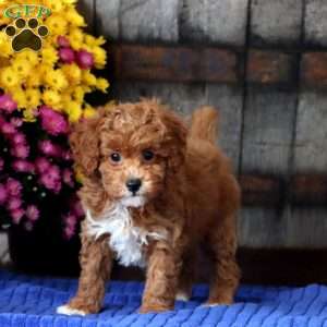 Evan, Toy Poodle Puppy