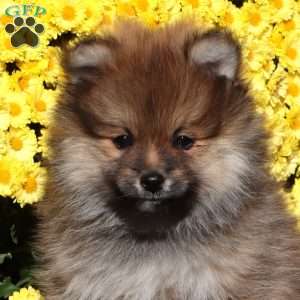 Evan, Pomeranian Puppy