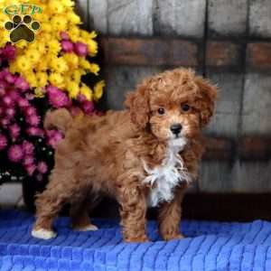 Evan, Toy Poodle Puppy