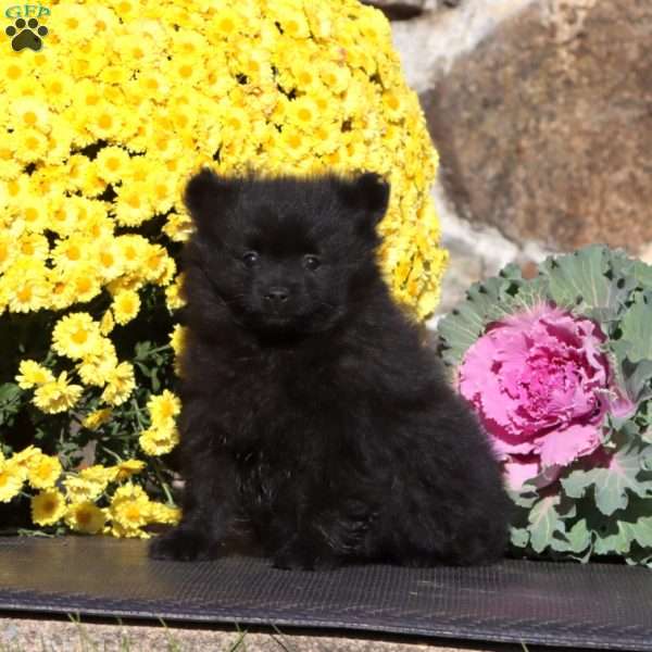 Everest, Pomeranian Puppy