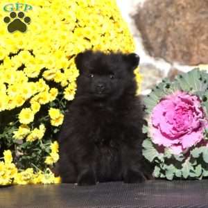 Everest, Pomeranian Puppy
