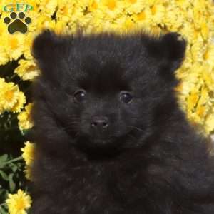 Everest, Pomeranian Puppy