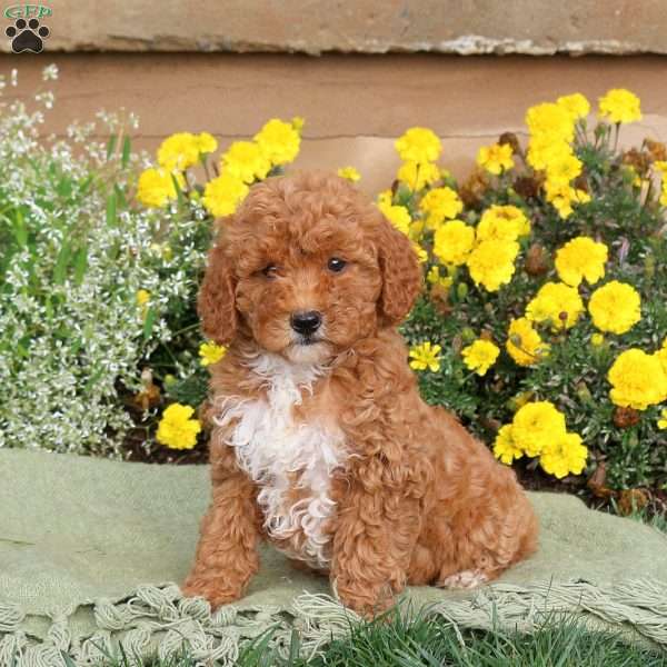 Everly, Mini Goldendoodle Puppy
