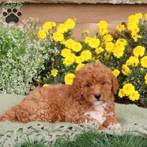 Everly, Mini Goldendoodle Puppy